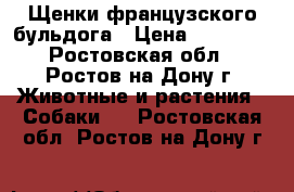 Щенки французского бульдога › Цена ­ 25 000 - Ростовская обл., Ростов-на-Дону г. Животные и растения » Собаки   . Ростовская обл.,Ростов-на-Дону г.